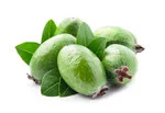 feijoa fruits with leaves on white background