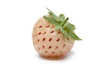 single Pineberry in white background