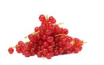 bunch of Redcurrant in white background