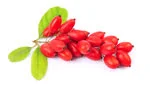 Barberry fruit in white background image