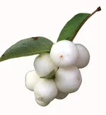 white berries in white background image