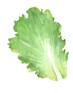 Cabbage leaves in white background