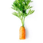 Carrot greens in white background