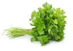 Coriander leaves in white background