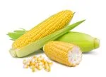 Corn in white background