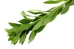 Curry leaves in white background