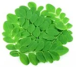 Drumstick leaves in white background