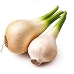 Garlic greens in white background