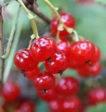 red huckleberry hanging in branch image 