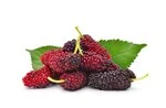 red mulberry with leaves in white background