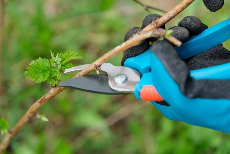 A man is pruning the plant with smaller cutter.
